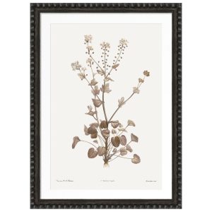 Sepia Floral II Framed Artwork with Bobble Frame