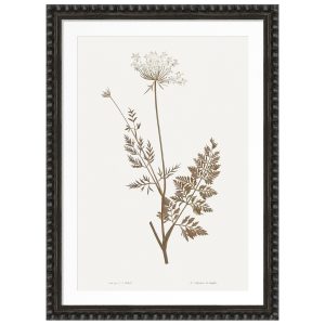 Sepia Floral IV Framed Artwork with Bobble Frame