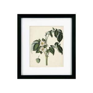 Antique Foliage & Fruit II Framed Picture