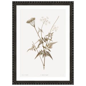 Sepia Floral I Framed Artwork with Bobble Frame