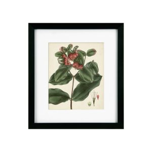 Antique Foliage & Fruit IV Framed Picture