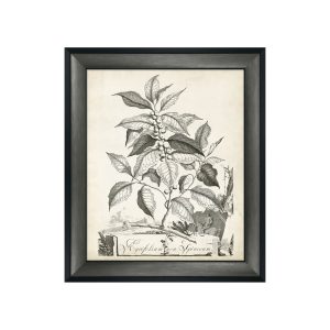 Botanical I Framed Picture