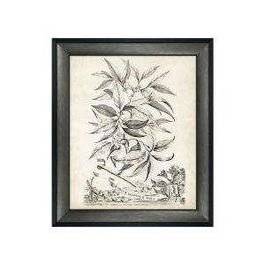 Botanical II Framed Picture
