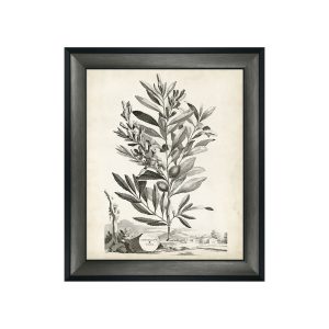 Botanical IV Framed Picture